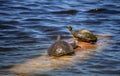 Softshell turtle Apalone ferox sits on a log with a Florida red Royalty Free Stock Photo
