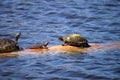Softshell turtle Apalone ferox sits on a log with a Florida red Royalty Free Stock Photo