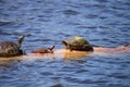 Softshell turtle Apalone ferox sits on a log with a Florida red Royalty Free Stock Photo