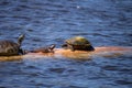 Softshell turtle Apalone ferox sits on a log with a Florida red Royalty Free Stock Photo