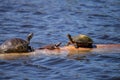 Softshell turtle Apalone ferox sits on a log with a Florida red Royalty Free Stock Photo