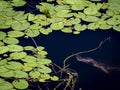 A Softshell Turtle and a Dragonfly in the Lily Pads Royalty Free Stock Photo