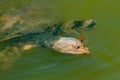 softshell turtle and a dragonfly Royalty Free Stock Photo