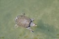 A softshell turtle swimming in the pond. Kyoto Japan