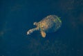 Softshell Turtle (Trionychidae) underwater in Florida Everglades, United States Royalty Free Stock Photo