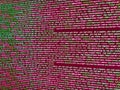Software developer programming code on computer monitor. Abstract multicolored spiral for backgrounds and wallpaper with mesh Royalty Free Stock Photo