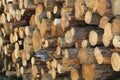 Softwood firewood Royalty Free Stock Photo