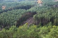 Forest from the top with curved dirty clearing