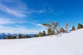 Softwoods pine trees on a mountainside in the snow in the light Royalty Free Stock Photo