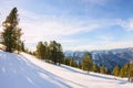 Softwoods pine trees on a mountainside in the snow in the light Royalty Free Stock Photo