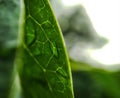 Soggy green leaf wit detail vein in rain