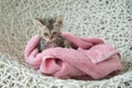Soggy kitten after a bath Royalty Free Stock Photo