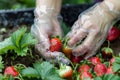 soggy strawberries being picked by hands clad in clear rain gloves