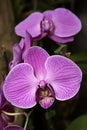 Sogo Yukidian Orchids Royalty Free Stock Photo