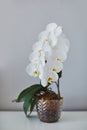 Sogo yukidian white phalaenopsis orchid home-grown from private collection shooted with bokeh