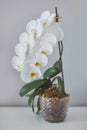 Sogo yukidian white phalaenopsis orchid home-grown from private collection shooted with bokeh