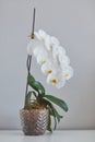 Sogo yukidian white phalaenopsis orchid home-grown from private collection shooted with bokeh