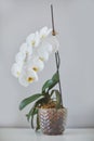 Sogo yukidian white phalaenopsis orchid home-grown from private collection shooted with bokeh