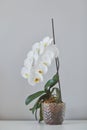 Sogo yukidian white phalaenopsis orchid home-grown from private collection shooted with bokeh