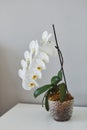 Sogo yukidian white phalaenopsis orchid home-grown from private collection shooted with bokeh