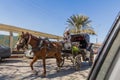 SOHAG, EGYPT: FEB 11, 2019: Horse carriage in Sohag, Egy