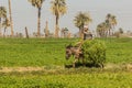 SOHAG, EGYPT: FEB 11, 2019: Young donkey rider in the fields near Sohag, Egy