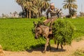 SOHAG, EGYPT: FEB 11, 2019: Young donkey rider in the fields near Sohag, Egy