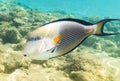 Sohal surgeon-fish. Red Sea. Egypt Royalty Free Stock Photo