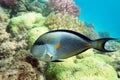 Sohal surgeonfish Royalty Free Stock Photo