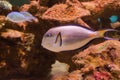 Sohal surgeonfish Royalty Free Stock Photo