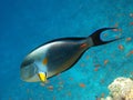 Sohal surgeonfish and coral reef Royalty Free Stock Photo