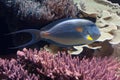 A Sohal Surgeonfish