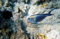 Underwater scene with Sohal, the King of the Surgeonfishes - Acanthurus Sohal Royalty Free Stock Photo