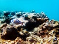 Underwater scene with Sohal, the King of the Surgeonfishes - Acanthurus Sohal Royalty Free Stock Photo