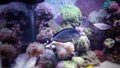 Sohal tang in coral reef aquarium Royalty Free Stock Photo