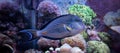 Sohal tang in coral reef aquarium Royalty Free Stock Photo