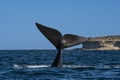 Sohutern right whale tail lobtailing, endangered species, Royalty Free Stock Photo