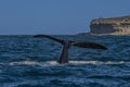 Sohutern right whale tail lobtailing, endangered species,