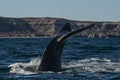 Sohutern right whale tail lobtailing, endangered species Royalty Free Stock Photo