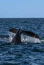 Sohutern right whale tail lobtailing, endangered species, Royalty Free Stock Photo
