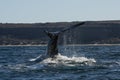 Sohutern right whale tail,Peninsula Valdes, Chubut,