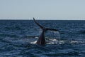 Sohutern right whale tail,Peninsula Valdes, Chubut,