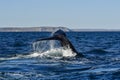 Sohutern right whale tail,Peninsula Valdes, Chubut