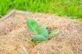 The soil around a seedling of white cabbage is covered with dry grass mulch close-up