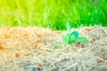 The soil around a seedling of white cabbage is covered with dry grass mulch close-up on a blurred background Royalty Free Stock Photo