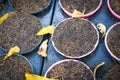 soil in arragned flowerpot Royalty Free Stock Photo