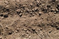 Soil background Royalty Free Stock Photo