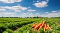 soil carrot farm