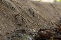 Soil cracked by sweet potato after produce a product in soil.