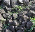 Soil, cultivated dirt, earth, ground, gray land background.